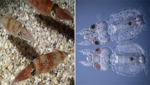 لأول مرة بالتاريخ.. علماء يحولون جسد حيوان إلى شفاف بالكامل! صور