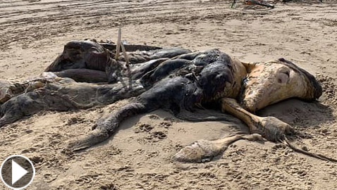 العثور على مخلوق غامض بشكل غريب طوله 15 قدما في بريطانيا