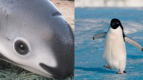 بعضها تبقى منه بضع عشرات فقط.. 8 حيوانات على وشك الانقراض من العالم