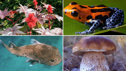 إليكم أشهر 10 سموم كيميائية فتاكة وقاتلة للإنسان!