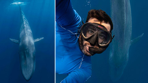 غواص يخاطر بحياته لالتقاط صورة بعمق المحيط مع حوت أزرق عملاق!