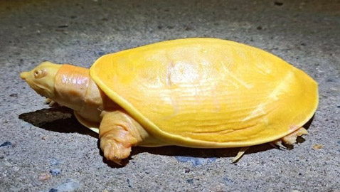 صور مدهشة.. العثور على سلحفاة صفراء نادرة في الهند
