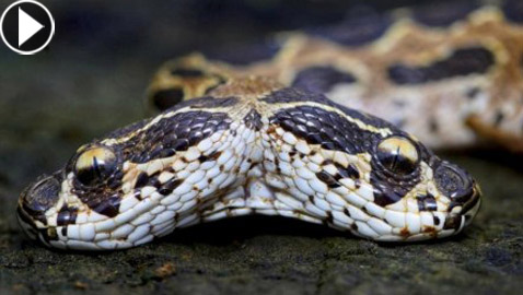 العثور على أفعى سامة نادرة برأسين أثارت الرعب في الهند! فيديو