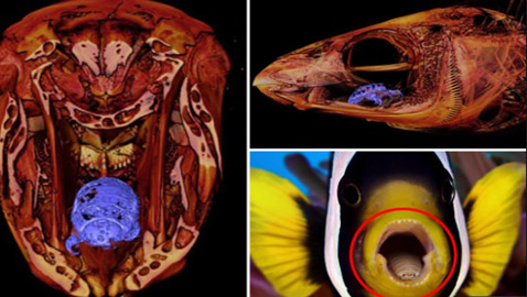 مصاص الدماء المتخفي.. اكتشاف حيوان مرعب يتغذى على اللسان (صور)