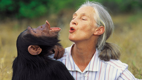 جين غودال (سيدة الشمبانزي): العالمة الرائدة التي غيرت فهمنا للشمبانزي