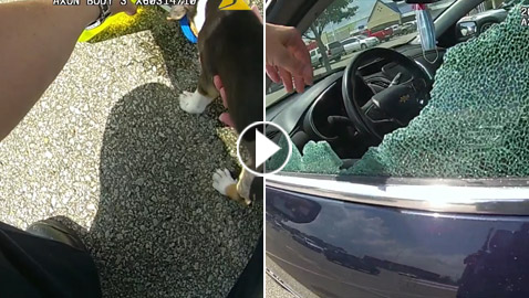 شرطي يحطم نافذة سيارة فارهة لإخراج جرو نسيه صاحبه بداخلها! فيديو
