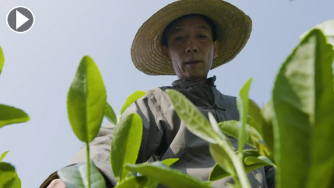 عمره أكثر من ألف عام.. تعرف على أسرار أفضل أنواع الشاي الأخضر بالعالم