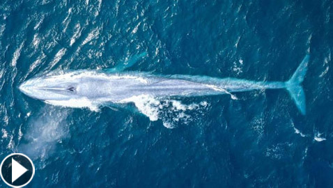 مشاهدة حوت أزرق عظيم نادر للمرة الثالثة خلال 100 عام! فيديو وصور