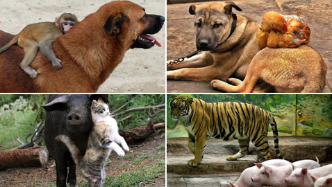 بالصور: إليكم أغرب الصداقات المميزة بين الحيوانات