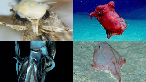 بالصور: كائنات غريبة واكتشافات مثيرة غيّرت فهمنا لمملكة الحيوان