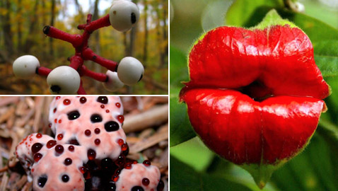 بالصور: تعرفوا إلى 5 نباتات غريبة تشبه الأعضاء البشرية