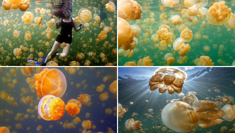 صور: تعرفوا إلى بحيرة القناديل الذهبية الخلابة في جزيرة بالاو المثيرة