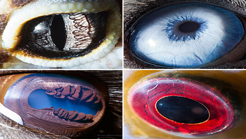 قطب شمالي ومجرات.. صور مذهلة مقربة لعيون بعدسة تصوير الماكرو!