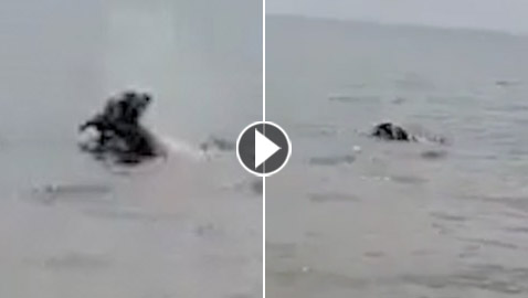 فيديو صادم لفرس النهر القاتل وهو يجر طفلا إلى بحيرة فيكتوريا الكينية!