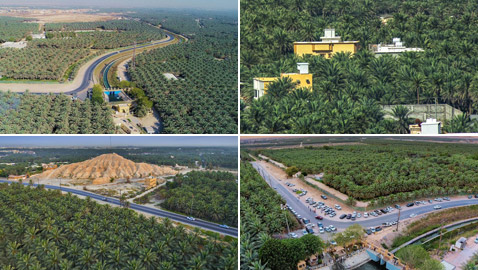 صور: موسوعة غينيس تعلن تسجيل الأحساء بالسعودية كأكبر واحة بالعالم