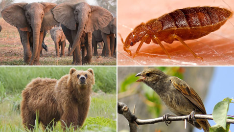 بالصور: تعرفوا إلى 10 حيوانات أجبرها البشر على التطور!