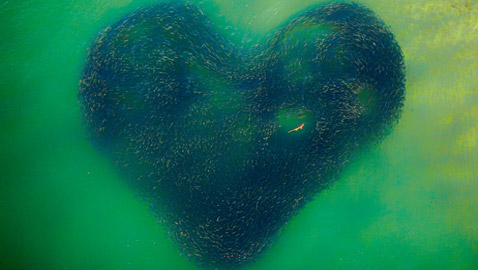 قلب وسط البحر: مصور يوثق مشهدا ساحرا لأسماك دام لثواني فقط بأستراليا