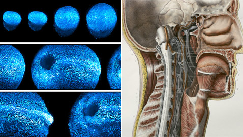 حدث طبي نادر أصاب العلماء بالذهول.. اكتشاف أعضاء جديدة في الإنسان!