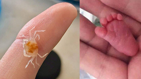 صور مثيرة لأغرب الأحجام غير المتوقعة