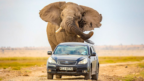 لقطات تحبس الأنفاس.. فيل عملاق يطارد سيارة محاولا دهسها!