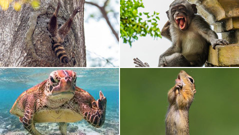 بالصور.. حين تصطاد العدسة لقطات طريفة لا تتكرر في الحياة البرية