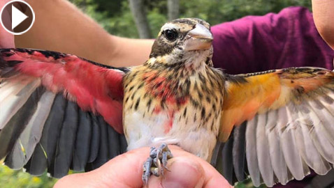 فيديو وصور: العثور على طائر نادر نصفه ذكر ونصفه الآخر أنثى!