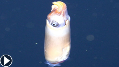 اكتشاف حبار نادر وفريد من نوعه لأول مرة في أعماق المحيط بأستراليا