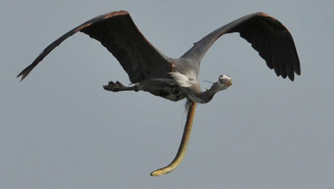 صورة غير مألوفة مذهلة تظهر ثعبانا يتدلى من معدة مالك الحزين في الجو!