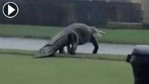 فيديو.. تمساح عملاق يقتحم ملعبا للغولف