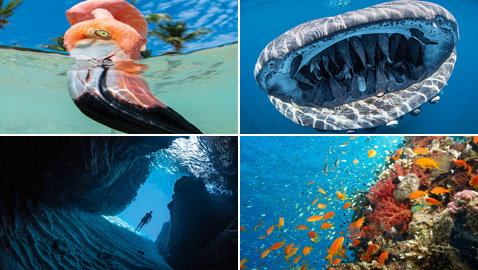 بالصور: مشاهد رائعة من الحياة البحرية.. فازت بمسابقة عالمية للتصوير