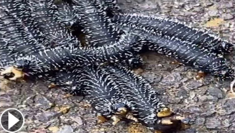 ملايين المشاهدات لفيديو لمخلوقات غريبة.. ومعلقون: لن نزور أستراليا!