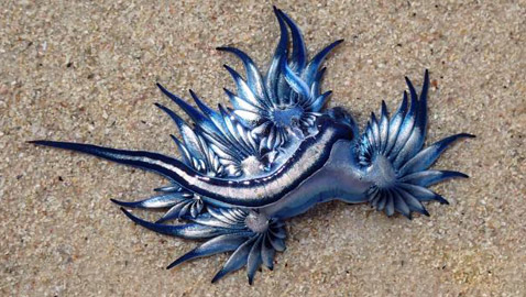 رصد مخلوق بحري غريب شبيه بالتنين يُعرف باسم أجمل قاتل بالمحيط!