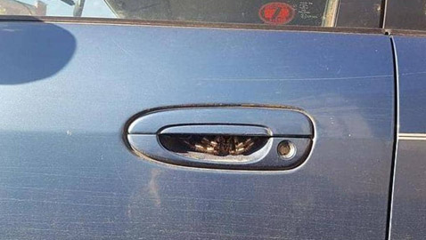 همت بفتح باب سيارتها فاكتشفت 