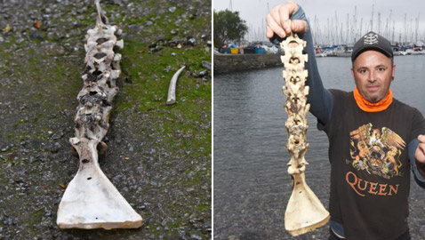 بالصور: العثور على بقايا عظام حورية البحر في بريطانيا!