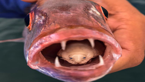 حشرة تعيش على لسان سمكة.. ما قصة هذه الصورة الغريبة؟