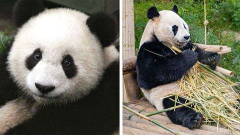 الباندا تدعي الحمل.. وحقائق عجيبة عن البشر والحيوانات
