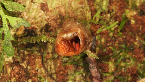 لماذا صنفت هذه الزهرة 