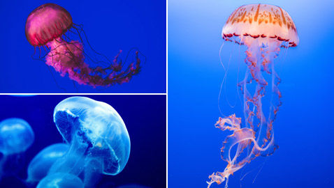 بلا قلب ولا دماغ ولا تموت.. إليكم حقائق غريبة ومدهشة عن قنديل البحر