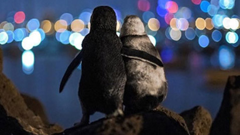 أفضل صورة لعام 2020.. بطريقان يتعانقان بعد مأساة!