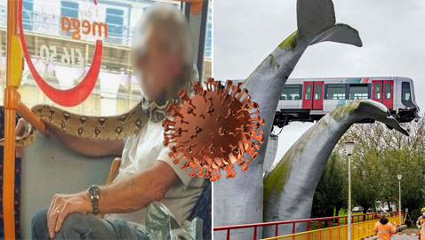 سرقة أوراق مراحيض وذيل حوت ينقذ قطار.. أخبار غريبة وطريفة في 2020