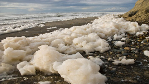 ما هو زبد البحر ومم يتكون؟ وما هي فوائده وأهميته؟