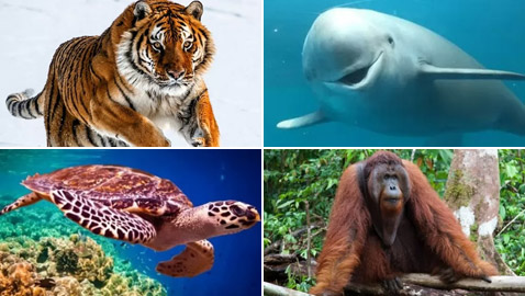 إليكم 10 من أكثر الحيوانات المهددة بالانقراض في العالم (صور)