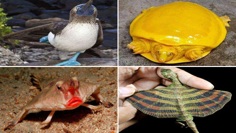 بالصور: تعرفوا إلى أغرب الحيوانات في العالم والتي تبدو من كوكب آخر