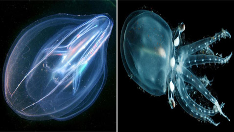 بالصور: إليكم 5 من أغرب الكائنات البحرية الشفافة العجيبة