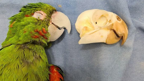 ببغاء يحصل على منقار جديد تمامًا بعد إنقاذه من حالة مروعة