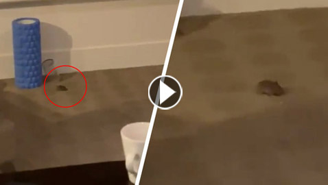 شاهدوا.. فأر يفاجئ الروسية بوتينتسيفا في غرفتها بالفندق