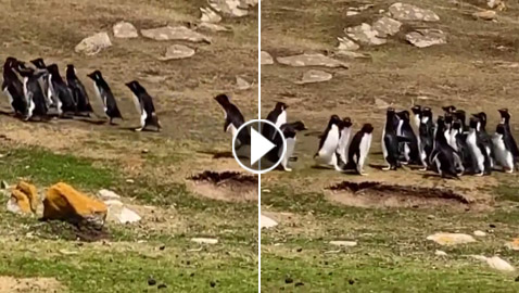 فيديو طريف: البطريق الحائر ارتكب خطأ غريبا.. وصديقه يتدخل!