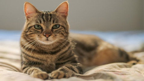 قوة سمعها أقوى من البشر بـ5 أضعاف.. إليكم معلومات شائقة عن القطط