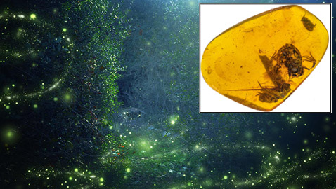 اكتشاف حشرة مضيئة عمرها 100 مليون عام داخل قطعة كهرمان!