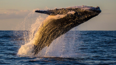 كيف تسهم الحيتان بتحسين كوكبنا ولماذا يعتبر صيدها كارثة بيئية حقيقية؟